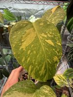 Monstera Electrolyte