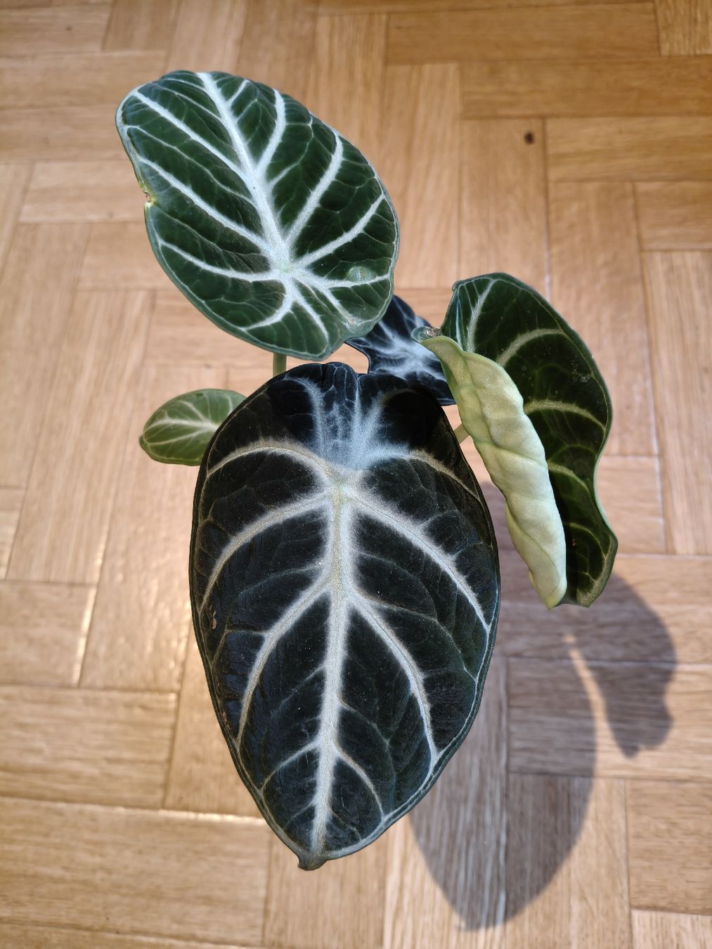 Piante & sementi: Alocasia Ninja – Nuovo (secondo la descrizione) da Stans venduto da Blumeli96