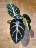 Alocasia Ninja