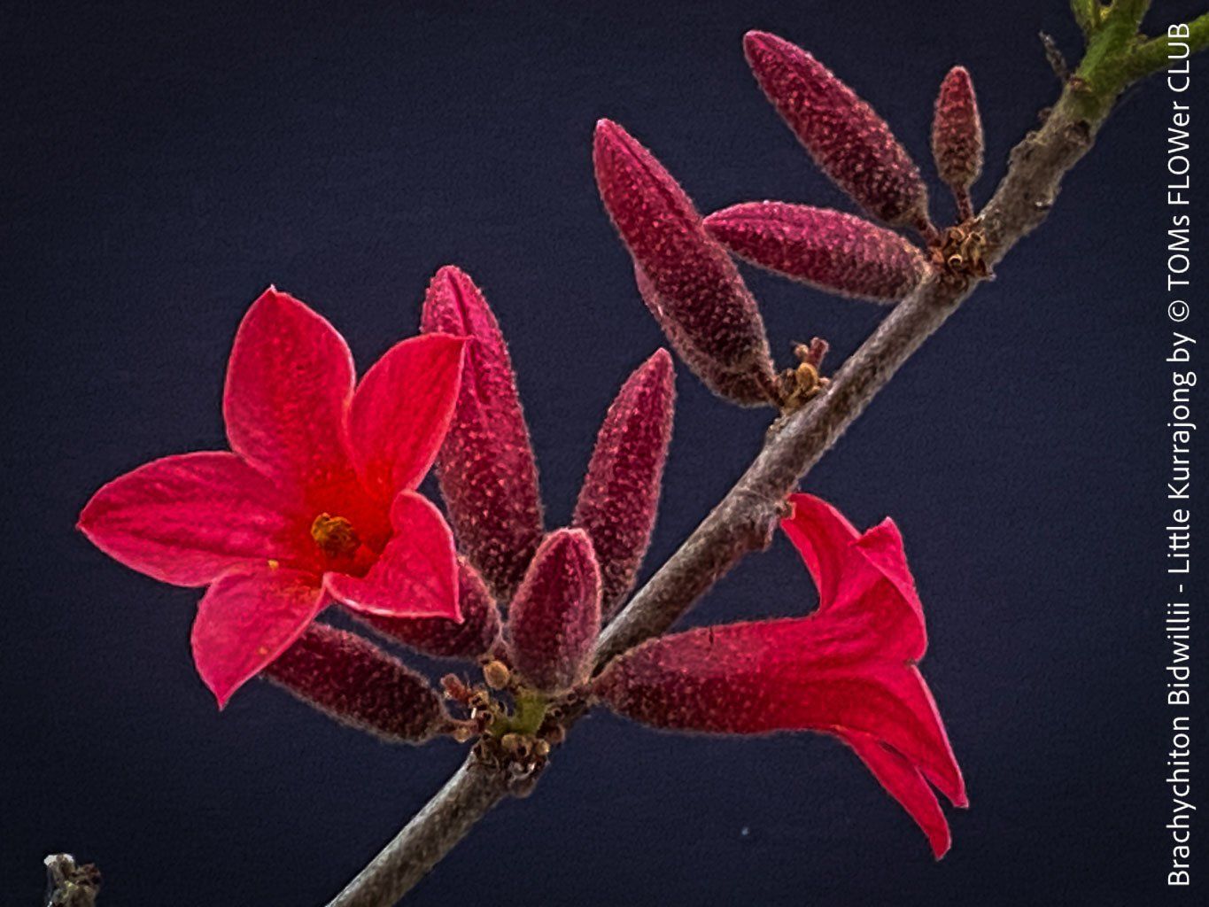 Piante & sementi: Brachychiton Bidwillii - australischer Flaschenbaum – Nuovo e nell'imballaggio originale da Adliswil venduto da astom369