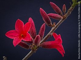 Brachychiton Bidwillii - australischer Flaschenbaum