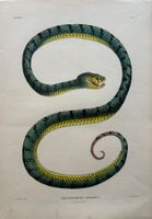 Lithographie C.J. Temminck 1839, Schlange, Reptil, RAR!!!