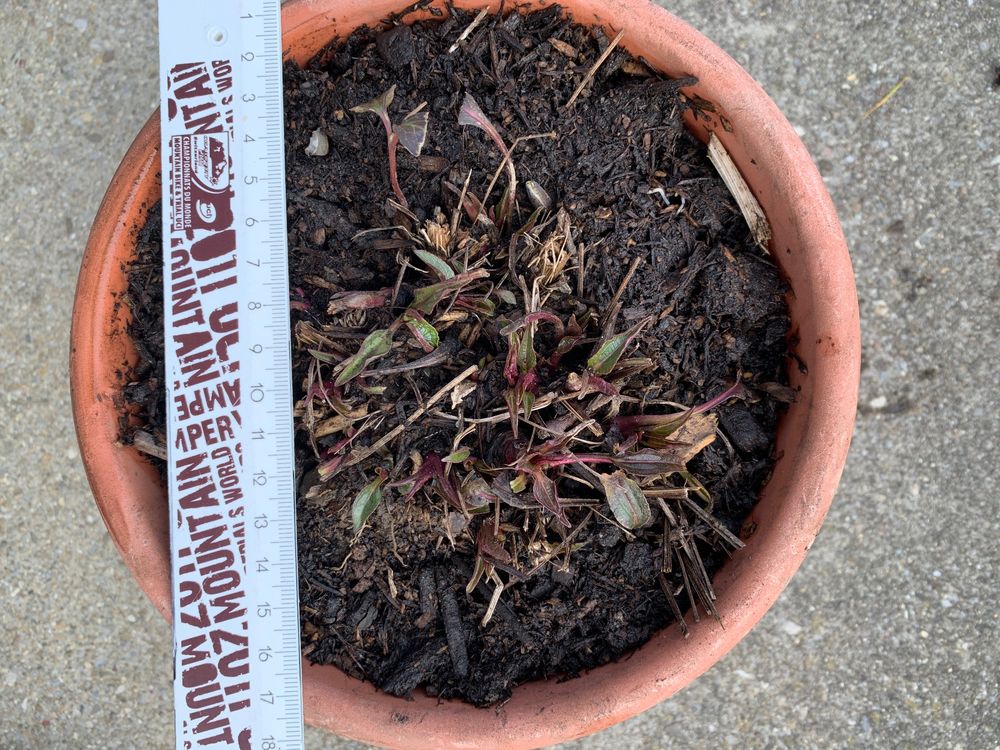 Echinacea purpurea pink winterhart Kaufen auf Ricardo