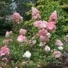 Piante & sementi: Hortensia Vanille Fraise 2x  20cm – Nuovo e nell'imballaggio originale da Bremblens venduto da FIBONACCI369 2