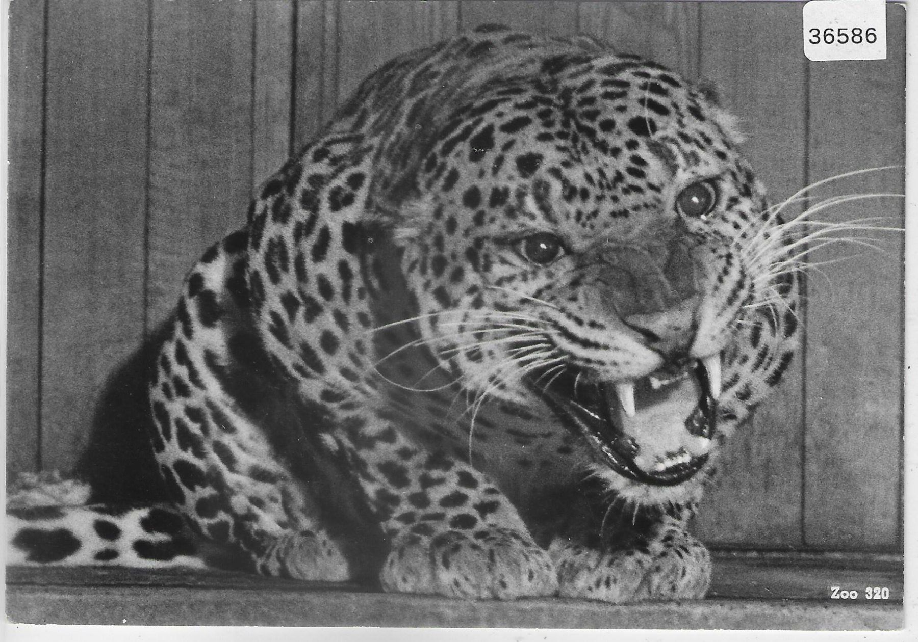 Cartoline postali: Zoologischer Garten Zürich - Leopard – Usato da Ettingen venduto da Kartenplanet