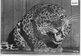 Zoologischer Garten Zürich - Leopard