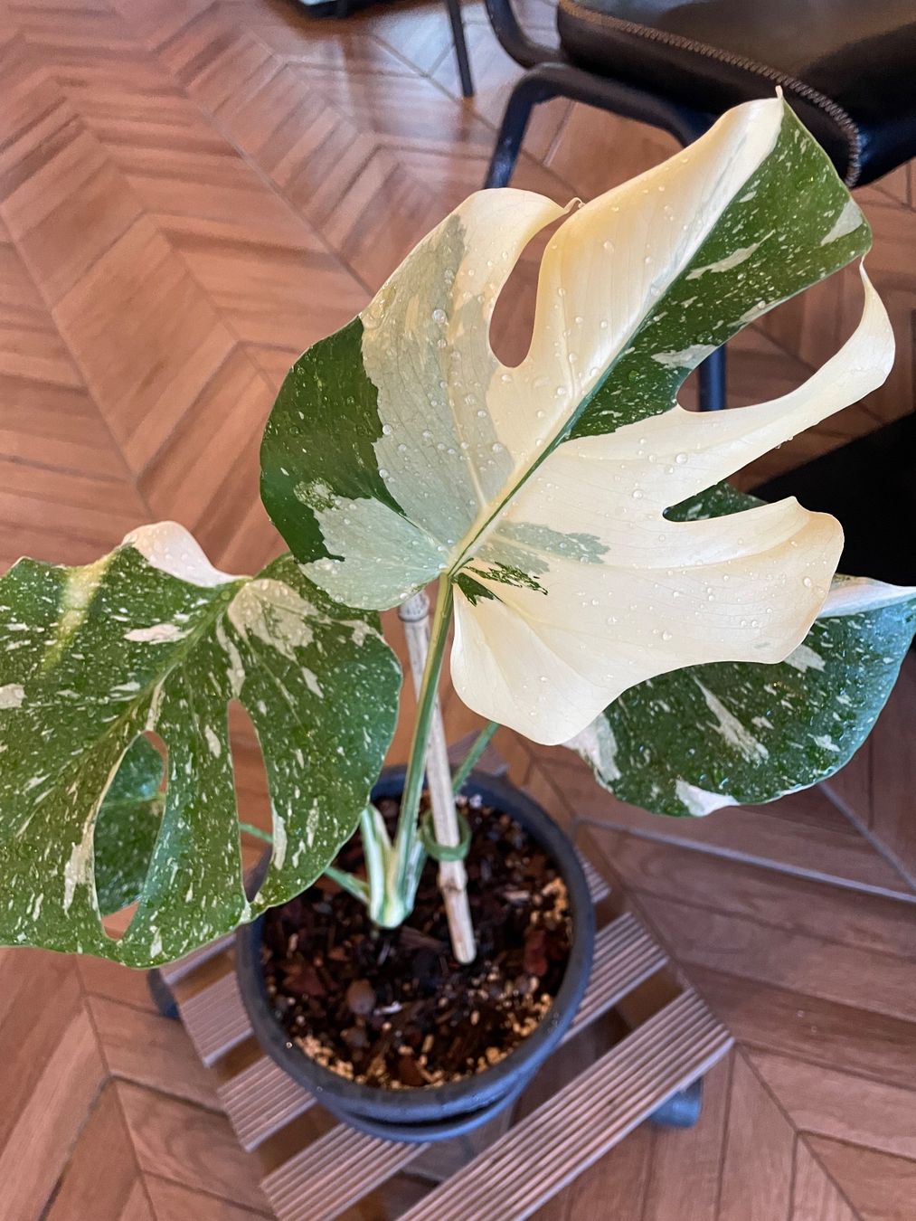 Piante & sementi: Monstera Thai Constellation – Nuovo (secondo la descrizione) da Steinhausen venduto da CHANH-PHAP