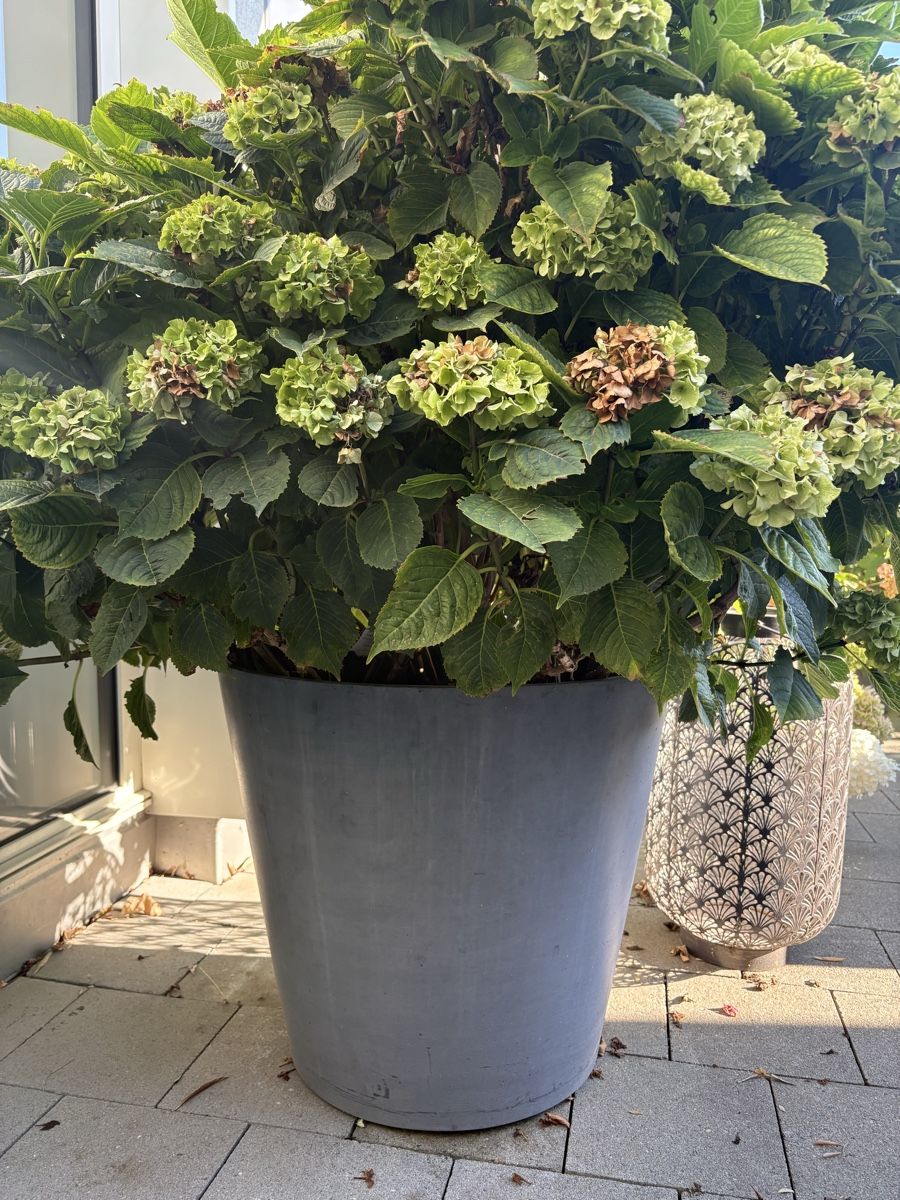 Piante & sementi: Grosse Hortensie / Topf mit Rollen – Usato da Zürich venduto da seb_8rsb 3