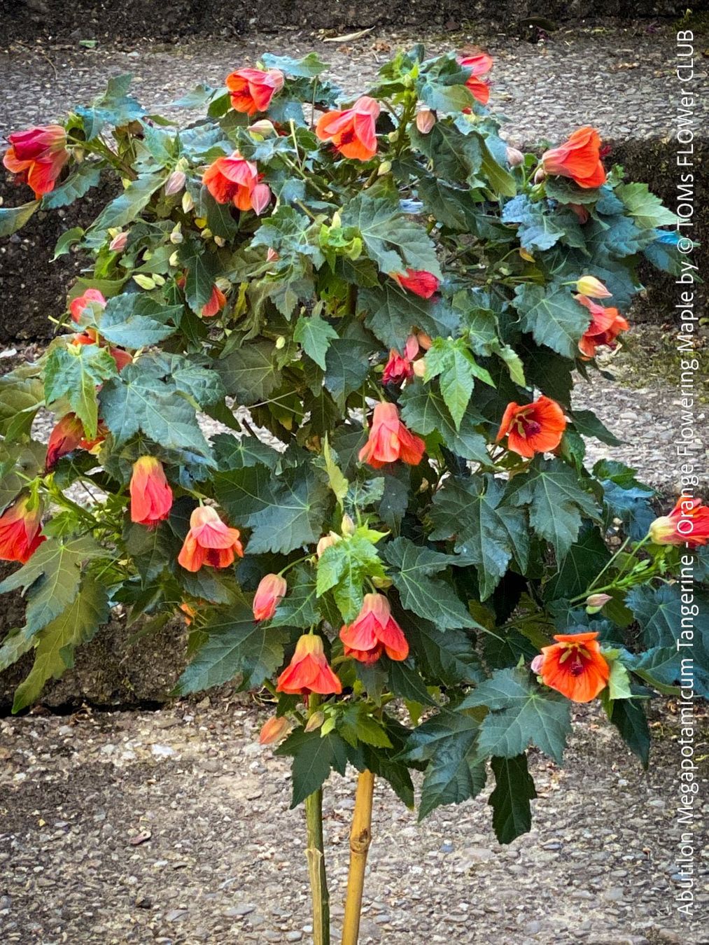 Piante & sementi: Abutilon Megapotamicum Tangerine - Schönmalve - 70x40cm – Nuovo e nell'imballaggio originale da Adliswil venduto da astom369 4