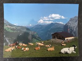 AK Busenalp 1900 m Aussicht Mürren Tschuggen Lauberhorn