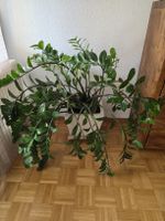 Grosse Zamioculcas Glücksfeder