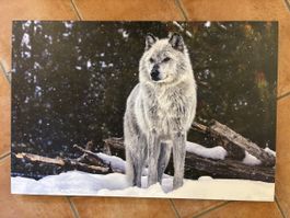 Wandbild Wolf Motiv 90 x 60 cm guter Zustand