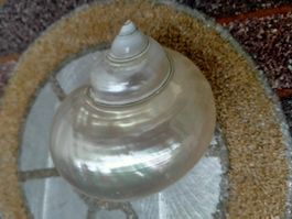 Pearly Turbo Marmoratus Schnecke Turbanschnecke / Aquarium