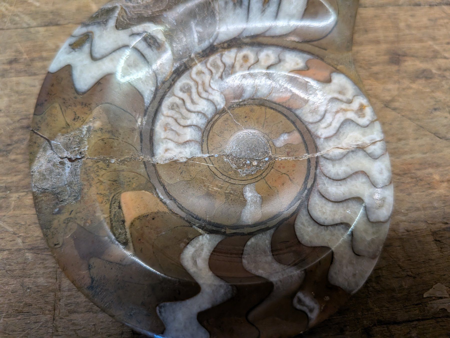 Fossilien: Fossil – Gebraucht aus Emmen von magelan 3