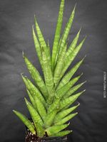 Sansevieria Cylindrica Starshooter - schön kompakte Form