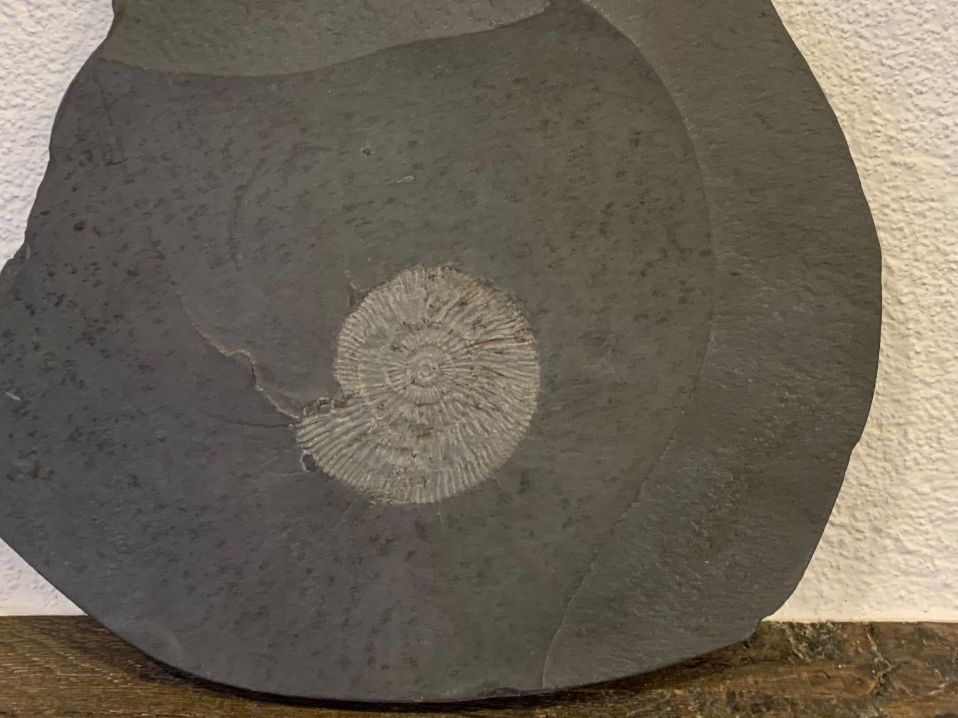 Fossili: Ammonit in Schiefer – Usato da Schwanden GL venduto da Cicala 1