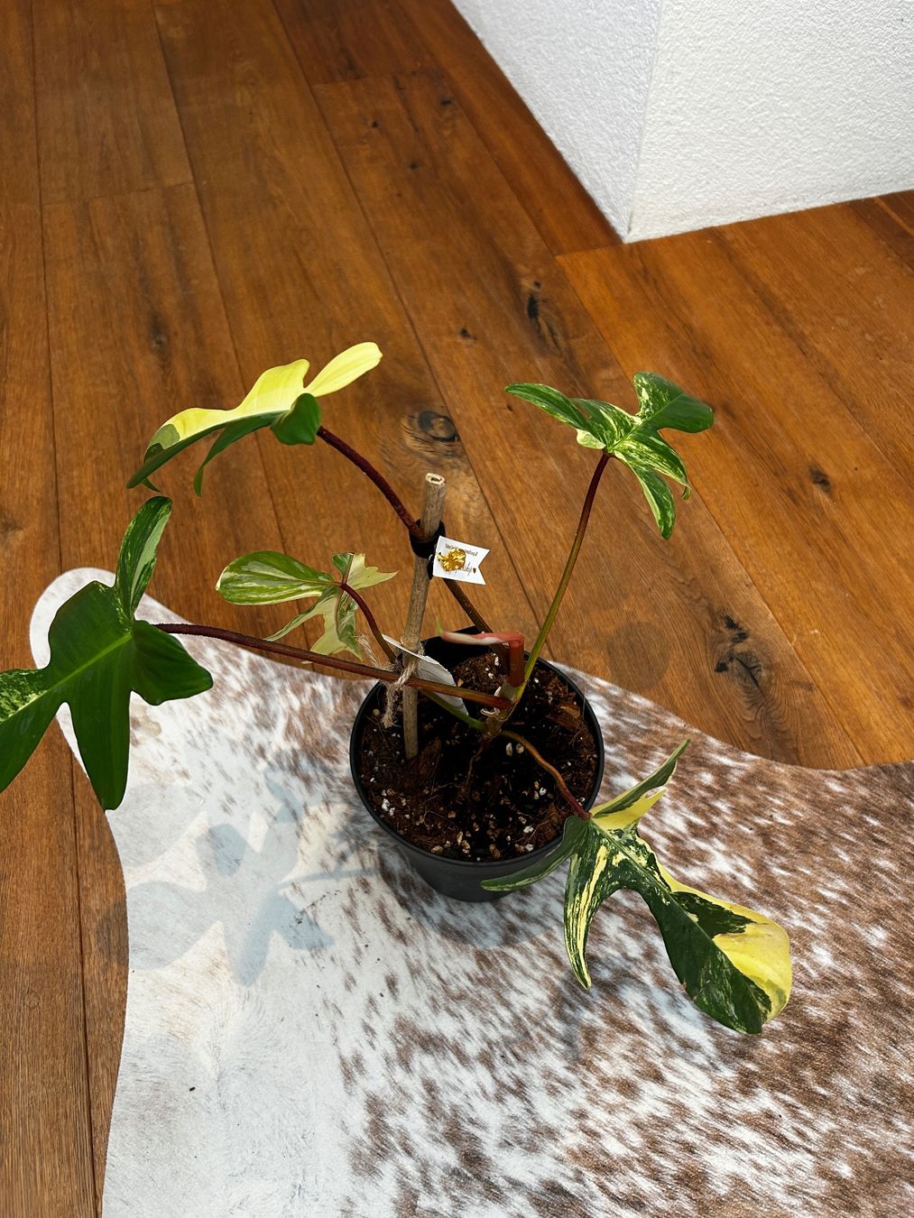 Pflanzen & Samen: Philodendron Florida beauty💛 – Gebraucht aus Wattwil von Mikesplantshop
