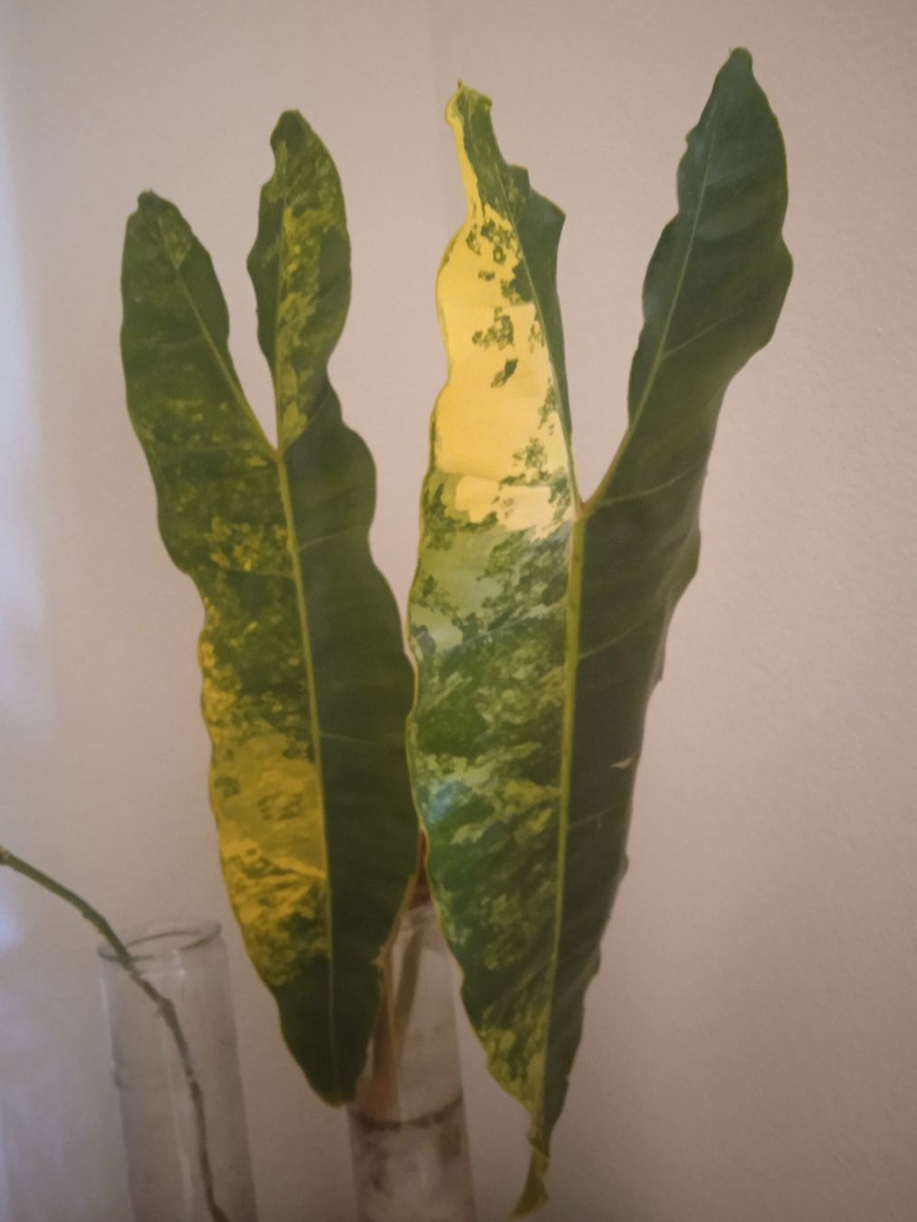 Piante & sementi: Philodendron billiteae xxl 2 feuilles – Usato da Lausanne venduto da kta_tss7