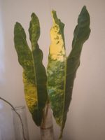 Philodendron billiteae xxl 2 feuilles