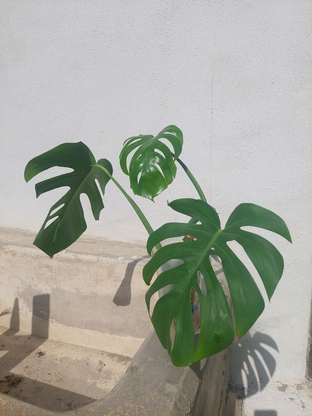 Pflanzen & Samen: Junge Monstera Ableger / auf Wunsch bewurzelt – Neu (gemäss Beschreibung) aus Rudolfingen von T.Mueller