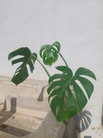 Junge Monstera Ableger / auf Wunsch bewurzelt