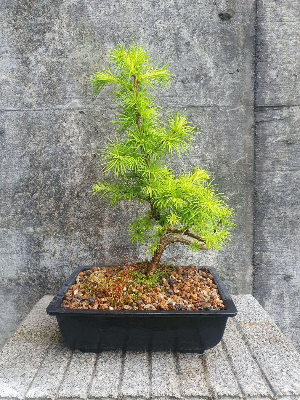 kleiner drachenbaum Drachenbaum kaufen - Dracaena Marginata Zimmerpflanze :21 H:120 cm