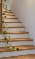 🌿 Wunderschöne Efeutute – 250 cm langer Ableger 🤩🌿