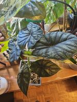 Alocasia Dragon Scale Rhizom