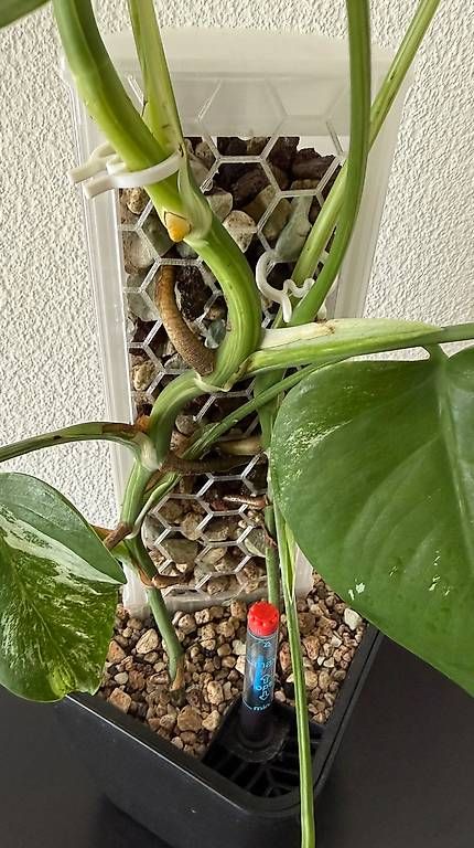 Piante & sementi: Monstera Deliciosa Variegata, 60cm, 3D-Rankstab – Usato da Aadorf venduto da Arkabraa 1