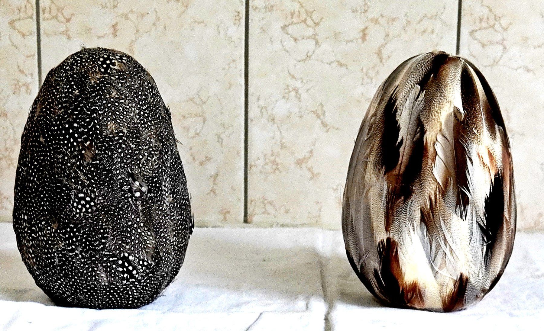 Il mondo degli animali: Strauseneier veredelt mit Perlhun-Federn – Usato da Baar venduto da 2cvbaar