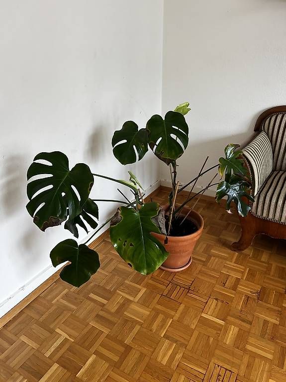 Pflanzen & Samen: Grosse Monstera – Gebraucht aus Basel von sar_2frb 2