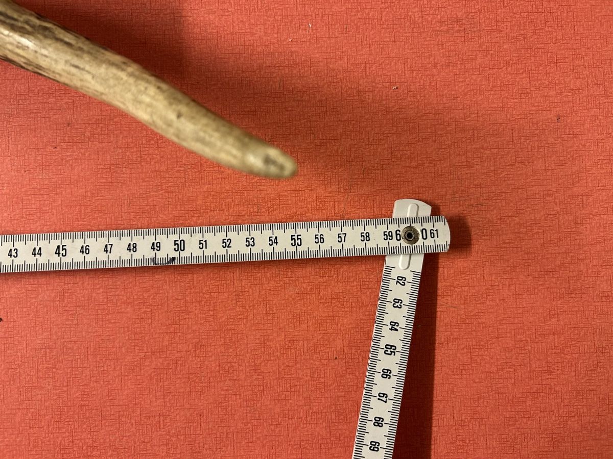 Il mondo degli animali: Geweih Hirsch oder Rehe ca. 55 cm L. guter Zustand – Usato da Lanzenhäusern venduto da vic63 4