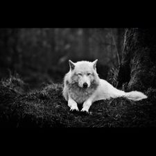 Profile image of Stepwolf