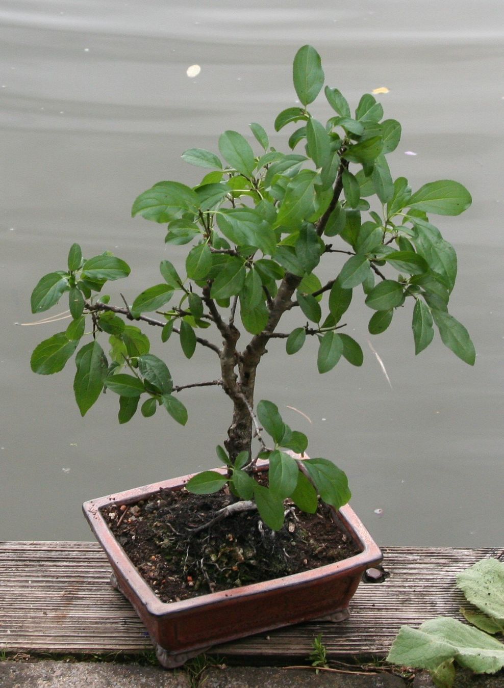 Piante & sementi: BONSAI  -  Echter Kreuzdorn – Nuovo (secondo la descrizione) da Gretzenbach venduto da Sikim