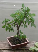 BONSAI  -  Echter Kreuzdorn
