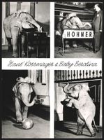 Fotografie Dompteur Hans Kossmayer und E
