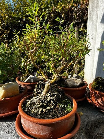 Piante & sementi: Bonsai Korkenzieherweide – Usato da Egliswil venduto da didiflu