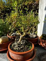 Bonsai Korkenzieherweide