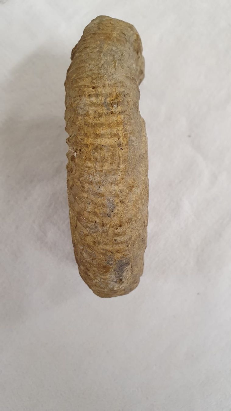 Fossilien: AMONIT – Gebraucht aus Dietikon von brocki-eyra 5
