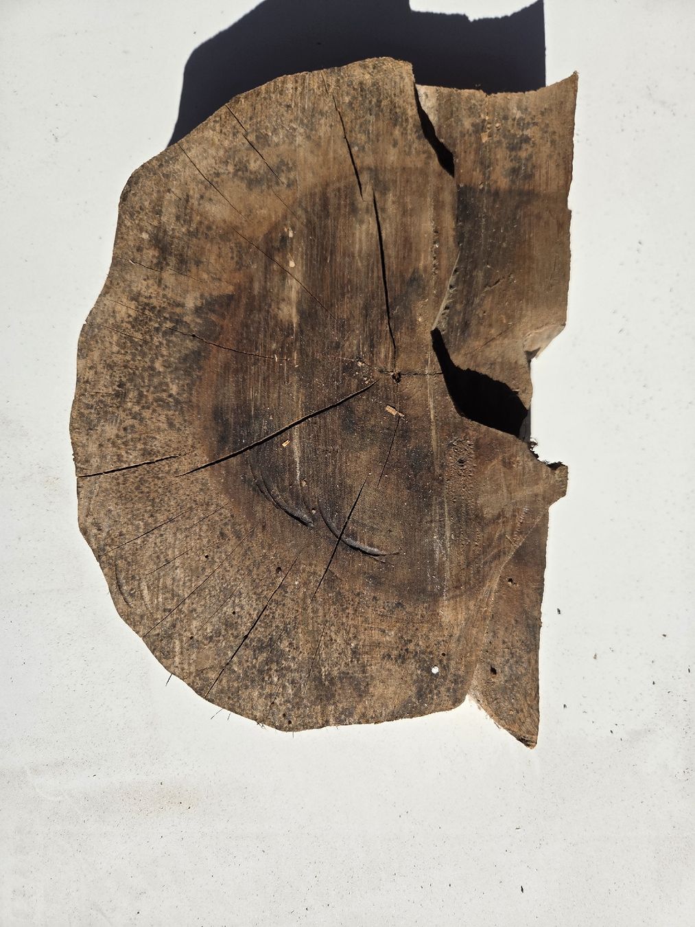 Articoli in legno: Nussbaum Baumscheibe / Holzscheibe rustikal – ca. 28 cm – Nuovo e nell'imballaggio originale da Muttenz venduto da Candro99 5