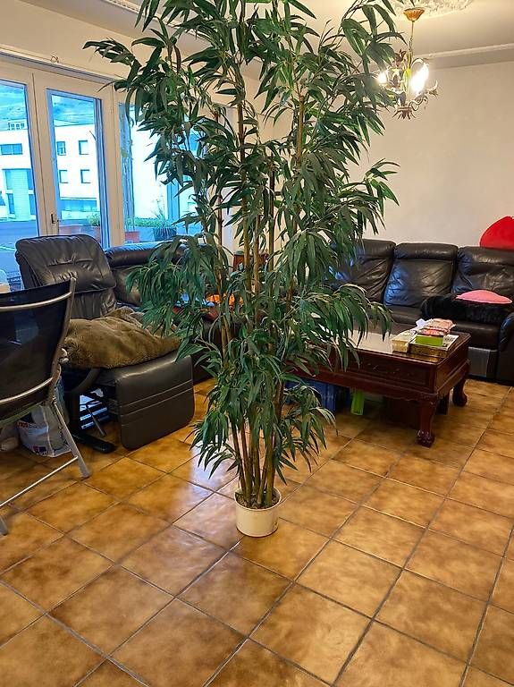 Piante & sementi: Vend un bambou artificiel – Usato da Martigny venduto da seater 1