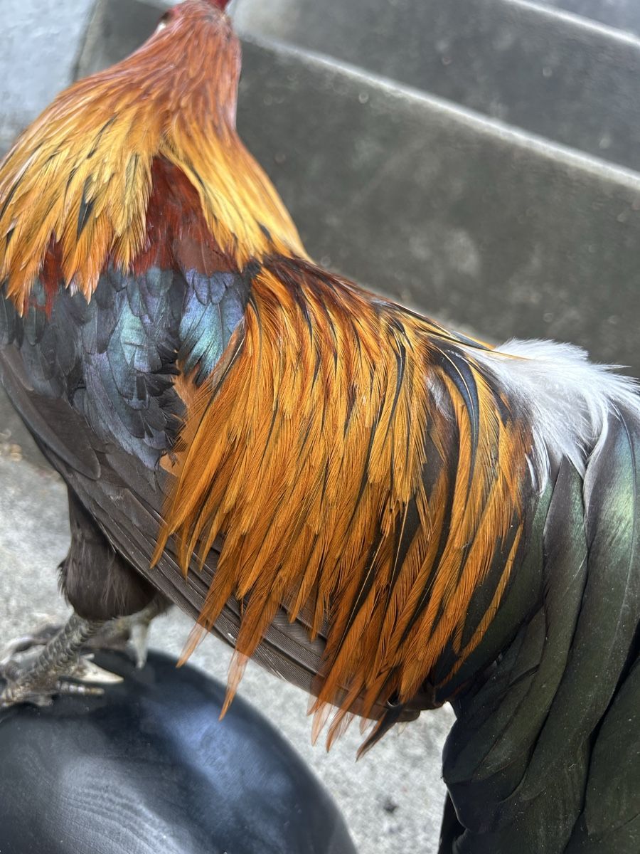 Monde des animaux: Zwerghahn – D'occasion à Buchs AG par Sphenodus 2