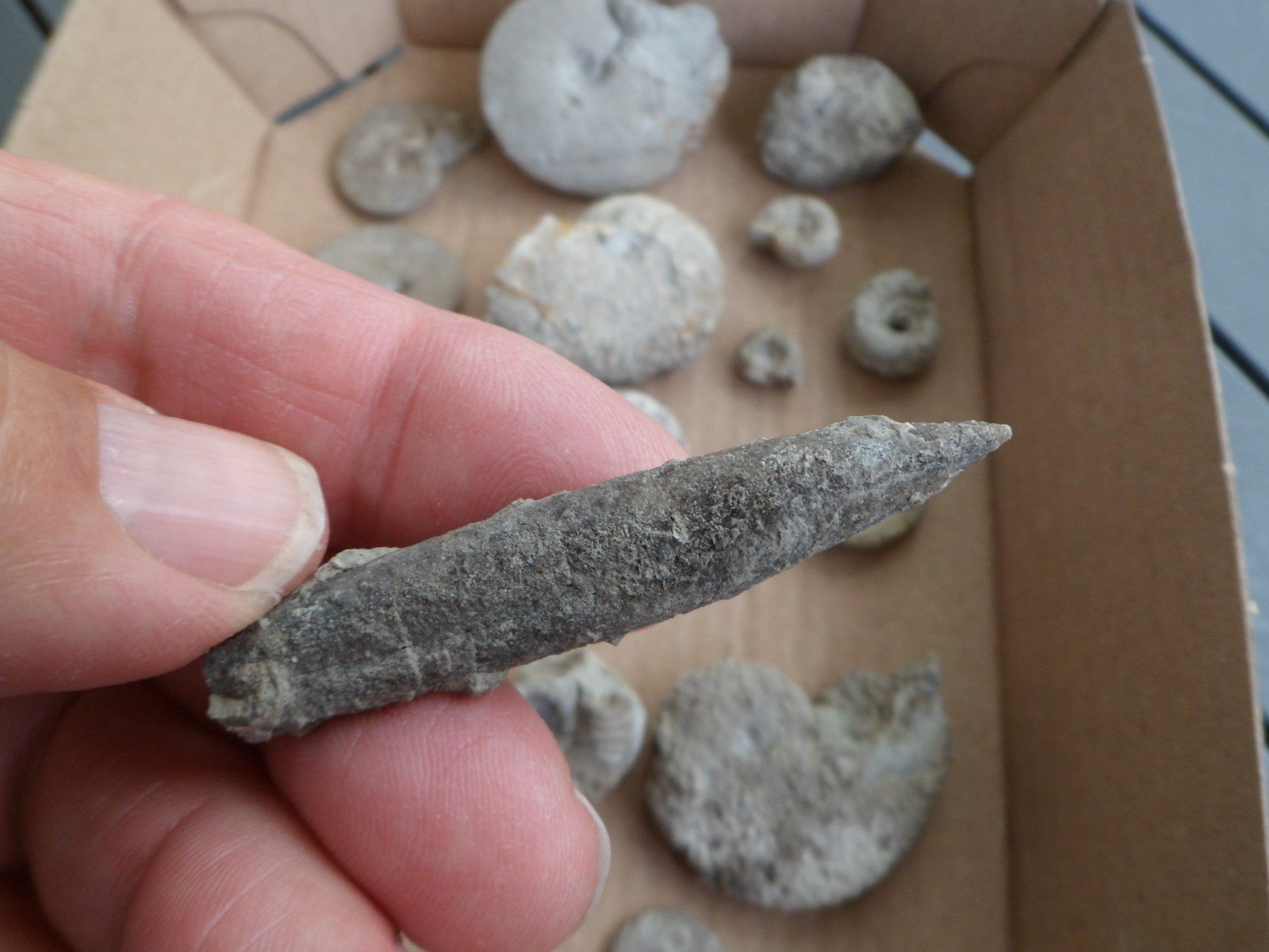 Fossili: Kleine Fossilien Sammlung Schweiz – Usato da Affoltern am Albis venduto da Fossil60 1