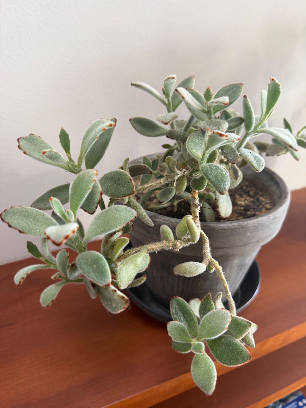 Piante & sementi: Kalanchoe Tomentosa -  Succulent im Topf – Usato da Weggis venduto da agabara77 6