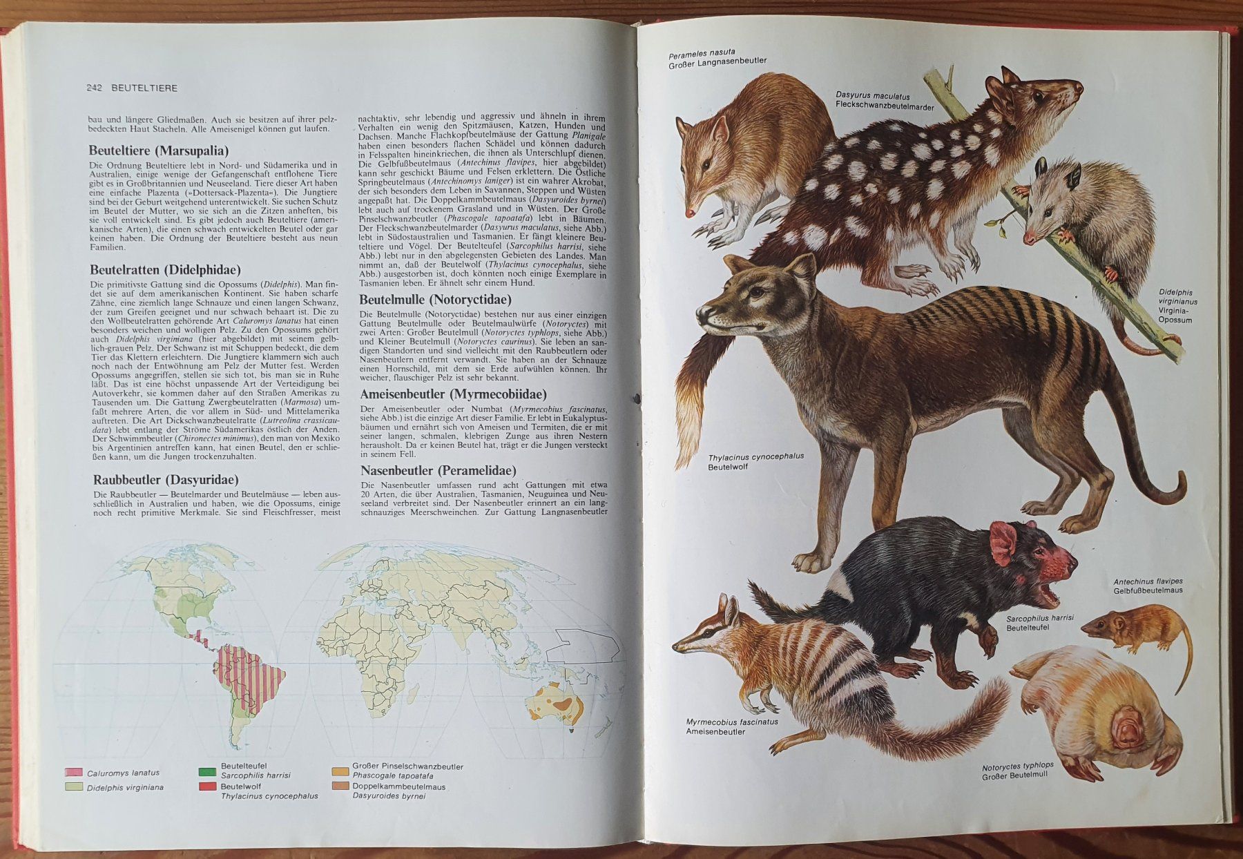 Libri: die grosse Enzyklopädie der Tierwelt – Usato da Zürich venduto da Vesco01 2