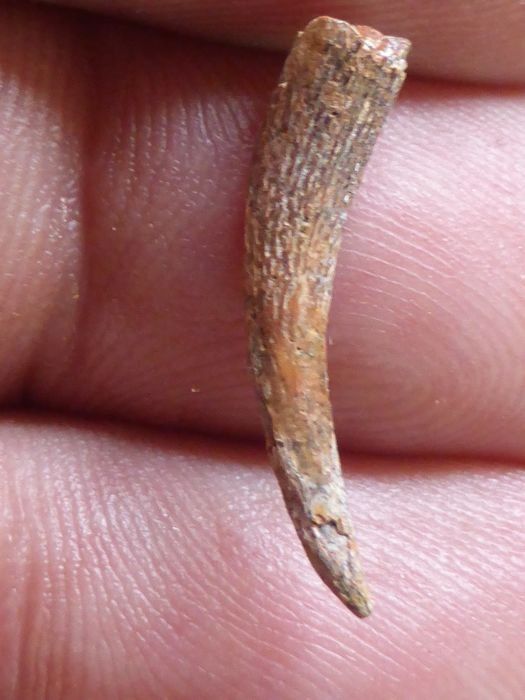 Fossili: Flugsaurierzan Siroccopteryx moroccensis – Usato da schüpfen venduto da rica122 2