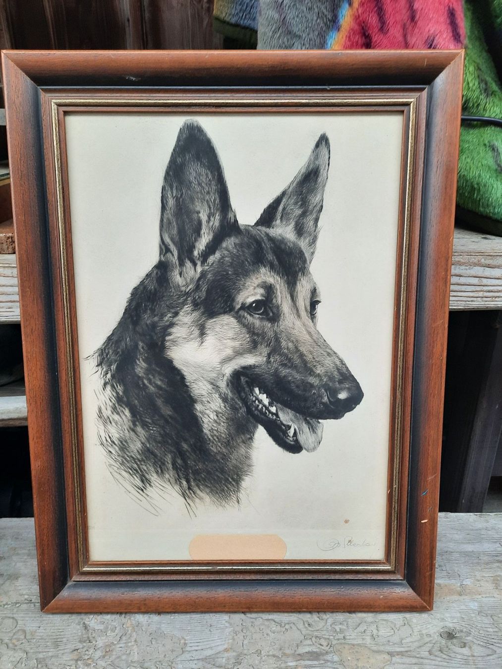 Foto & Immagini: Schäferhund Portrait mit Holzrahmen – Usato da Weinfelden venduto da JoeBaer