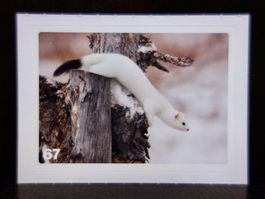 MIGROS MANIA Nature Detectives Nr. 67