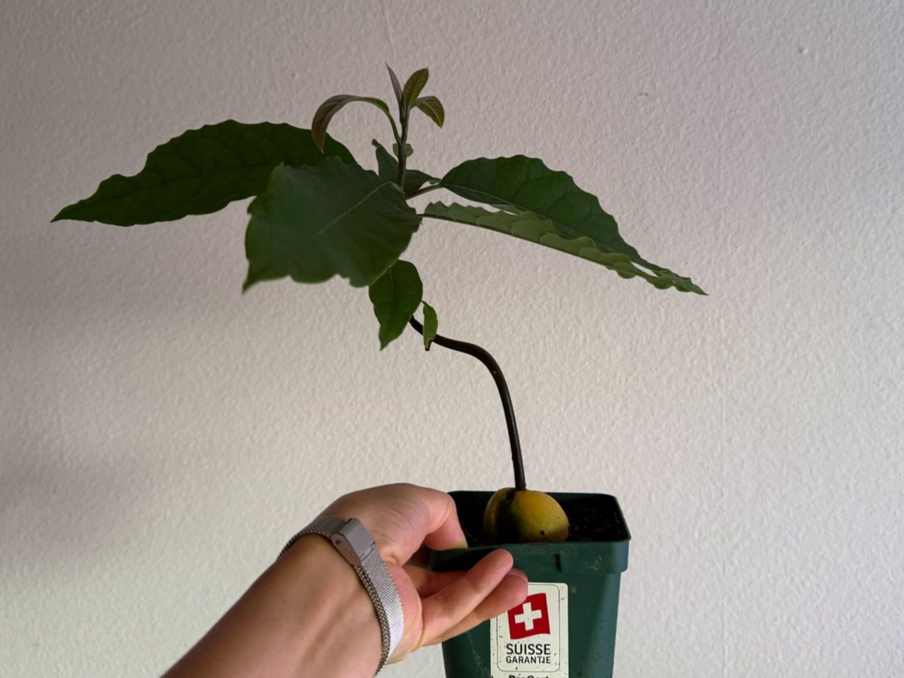 Piante & sementi: Avocado Baum (curved trunk) – Nuovo (secondo la descrizione) da Schlieren venduto da Edgar_k 2