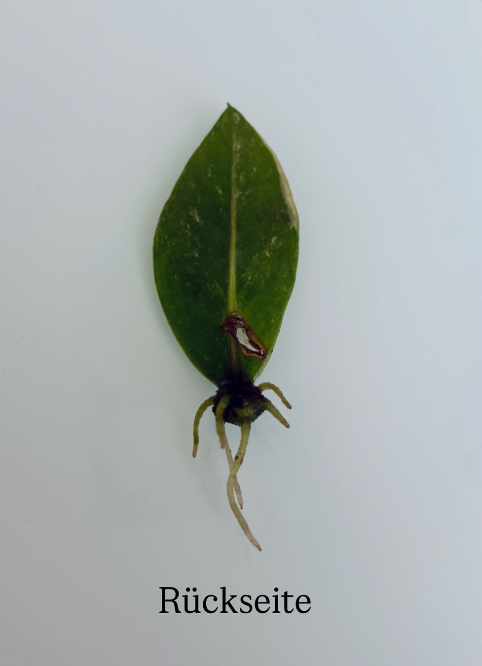 Pflanzen & Samen: Zamioculcas Zamiifolia Variegata – Gebraucht aus Spreitenbach von GreenThumb 1